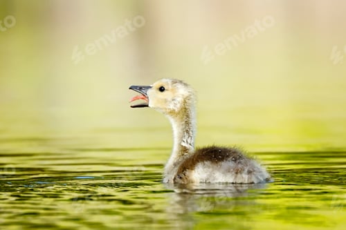 Preview: Gosling with beak open and tongue out.