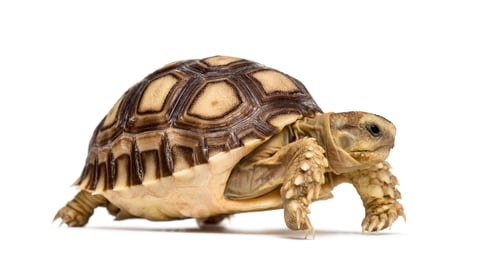 Preview: African spurred tortoise, white background