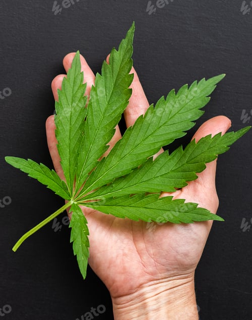 Preview: A hand holds beautiful leaf of fresh cannabis. Cannabis plant on dark background