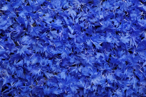 Preview: Beautiful blue cornflowers petals as background, top view
