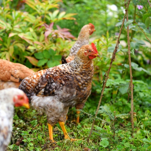 Preview: Hens in field organic farm. Free range chickens on a lawn