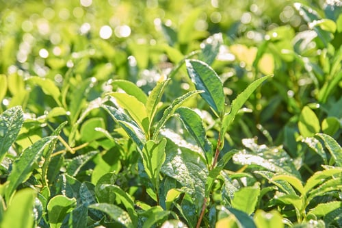Preview: Lush green tea leaves in sunlight with dew drops in vibrant plantation close-up