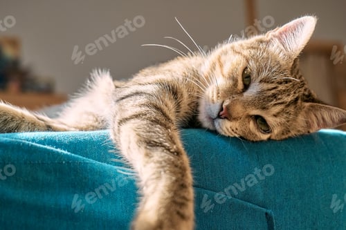 Preview: Cute tabby cat sleeping on blue sofa. Bored, funny home pet.