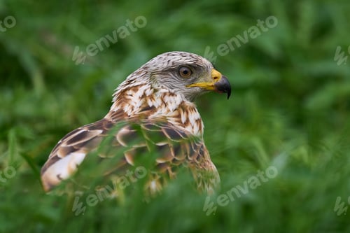 Preview: Red kite (Milvus milvus)