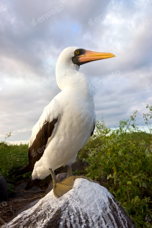 Preview: Nazca Booby on Espanola in the Galapagos