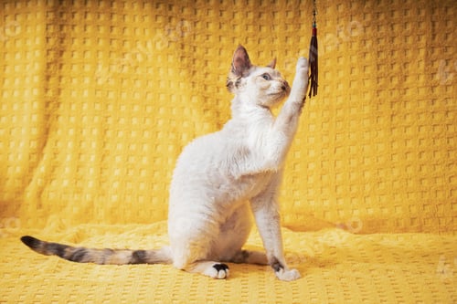 Preview: Devon Rex Kitten Kitty Playing With Feather Toy. Short-haired Cat Of English Breed On Yellow Plaid