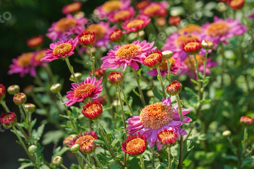Preview: Close Up, Macro Of Pink Autumn Chrysanthemum Flower Bushes, Blooming In Fall Garden Under Sunlight