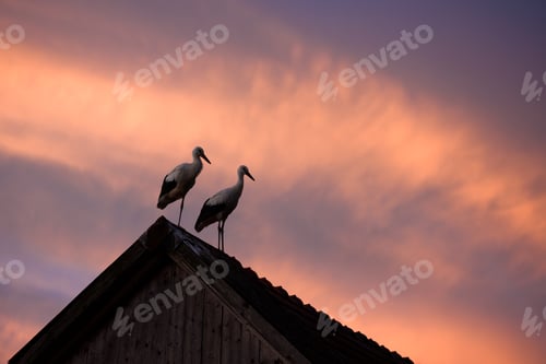 Preview: A pair of white storks resting on the roof of an old house