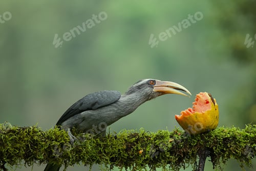 Preview: Malabar grey hornbill having fruits with beautiful background at Coorg,Karnataka,India