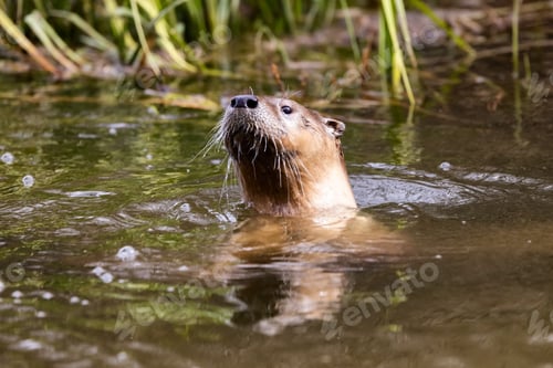 Preview: Otter swimming in a river. Grand Teton National Park