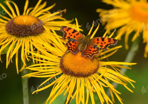 Preview: Queen of Spain fritillary butterfly