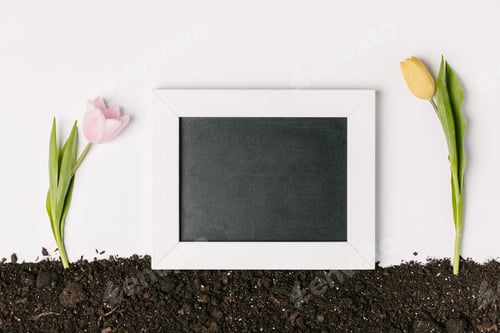 Preview: top view of pink and yellow tulips with empty chalkboard on ground isolated on white