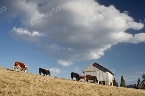 Preview: Pasture in the mountain village