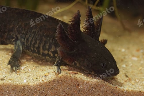 Preview: Closeup of an Anderson's salamander underwater - critically endangered Ambystoma andersoni