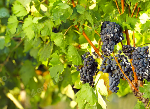 Preview: Fresh ripe juicy grapes growing in vineyard