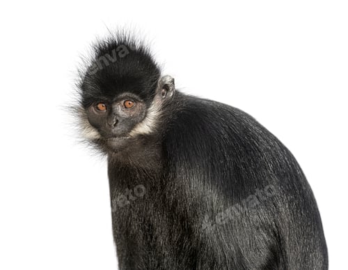 Preview: Close-up on a François' langur, Trachypithecus francoisi, isolated on white