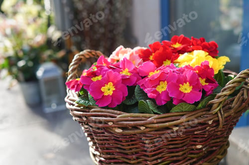Preview: Flower shop with colorful flowers in the basket, home plants, spring flowers outdoors