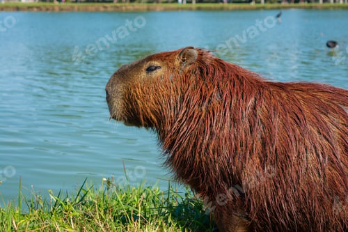 Vorschau: Curitiba, Parana, Brasilien. 06.08.2023: Wasserschweine im Barigui-Park an einem sonnigen Tag