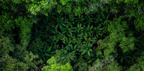 Preview: Aerial view of banana trees and green forest in summer nature and environment and natural area