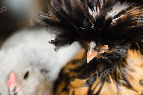 Preview: Polish chicken