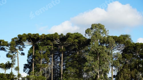 Preview: Araucaria or Parana pine