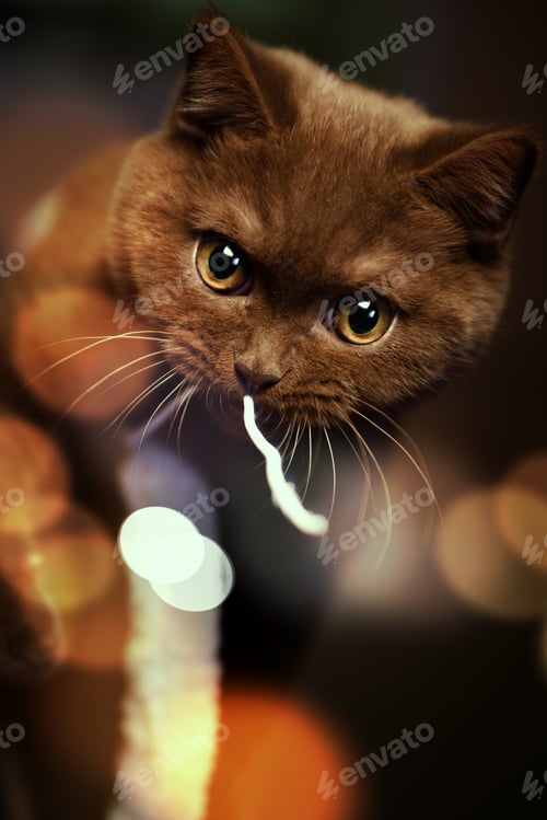 Preview: British shorthair cat