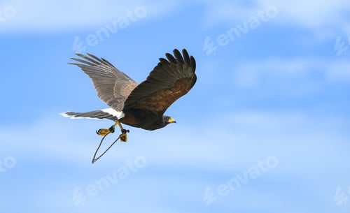Preview: Harris hawks flying into the wind in clear skies