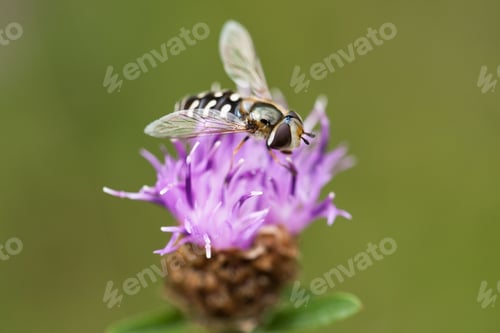 Preview: A hoverfly sits on a brown knapweed and sucks nectar.