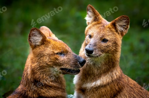 Preview: Dholes stand in a sunny outdoor setting surrounded by lush green grass