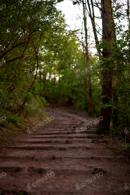 Preview: Path with wooden stairs in forest on a hill at sunset in Ghent