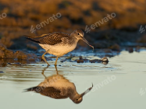 Preview: Common greenshank (Tringa nebularia)