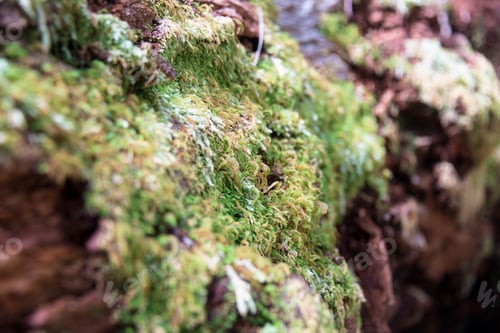 Preview: Closeup of green moss on a rock