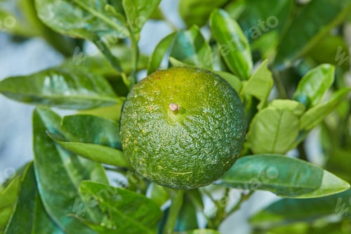 Limetten-Zitrus