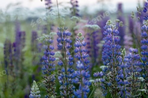 Preview: Lupine flowers in a foggy field during sunset in the Moscow region