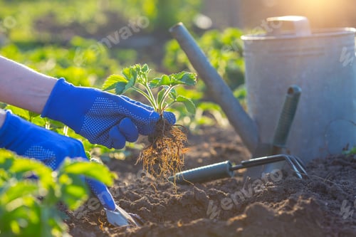 Preview: planting strawberries in the garden