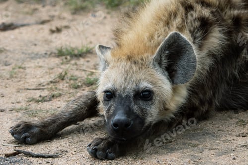Preview: Hyena relaxing in the Kruger National safari park in South Africa
