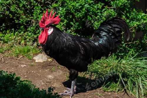 Preview: A black and red rooster is standing proudly on a dirt road under the sun. The vibrant colors of the
