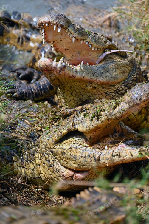 Preview: Nile crocodiles fighting for pieces of meat against each other, Zambia