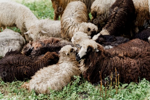 Preview: Green mountain field with sheep herd, wool farming scene