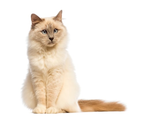 Preview: Birman sitting an looking away against white background