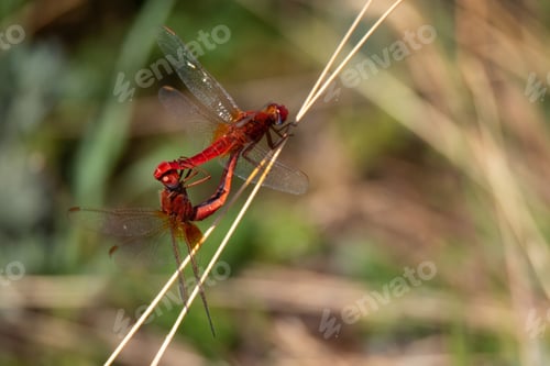 Preview: Pair of scarlet dragonfly or Crocothemis erythraea. Red coloured species