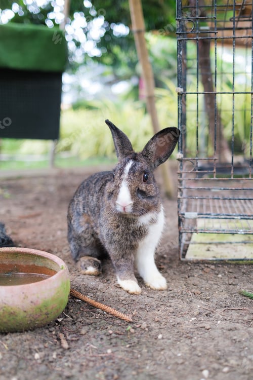 Preview: Fluffy rabbit lying on ground in the farm