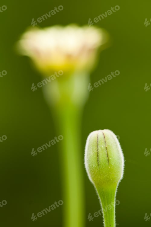 Preview: Dandelion Flower Buds