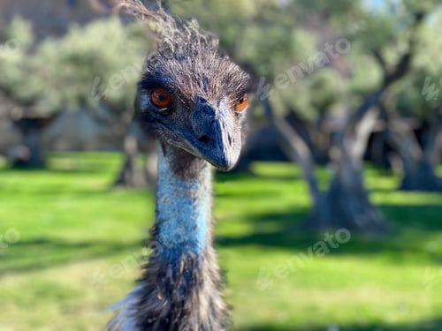 Preview: Emu in the wild.