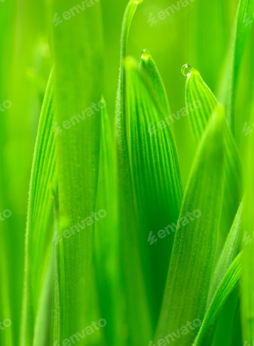 Vista previa: Microgreens Growing Panoramic Dew on Wheatgrass Blades