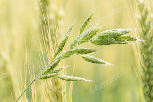 Preview: Rye field on sunny day, closeup. Close up of rye ears, field of rye