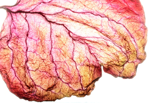 Preview: Dry Leaf Texture Abstract Background
