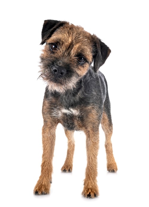 Preview: young border terrier