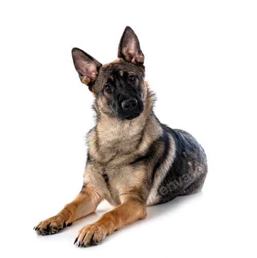 Preview: young german shepherd