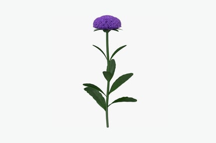 Preview: Single purple spherical flower with radial petals and green foliage